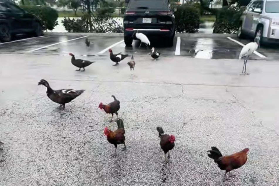 Herrlich absurd: Verschiedene Vögel, darunter sogar Hühner, tauchen plötzlich auf dem Parkplatz auf. Die Katze ist da schon über alle Berge.