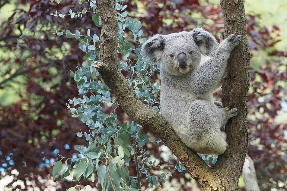 Yuma lebt seit Sommer 2023 im Zoo Leipzig. (Archivfoto)