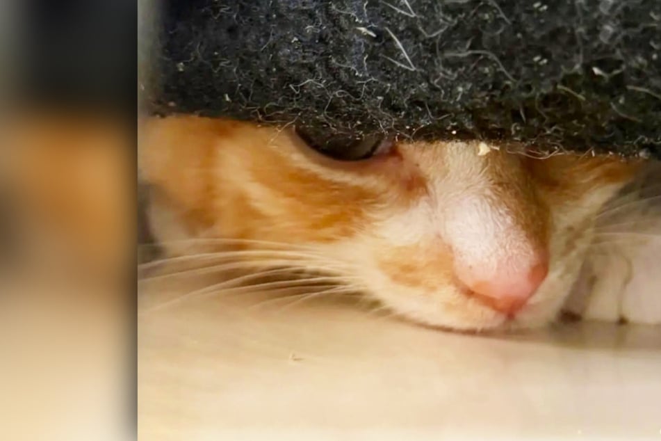 Kleiner Kater hat allen Grund, sich zu verstecken: Keiner wollte ihn, deshalb sollte er sterben