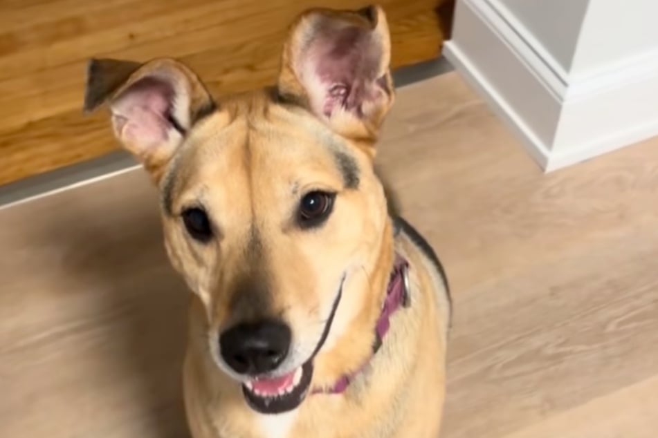 Rüde Cosmo durfte kürzlich einen Tagesausflug machen. Doch danach ging es für ihn wieder ins Tierheim.