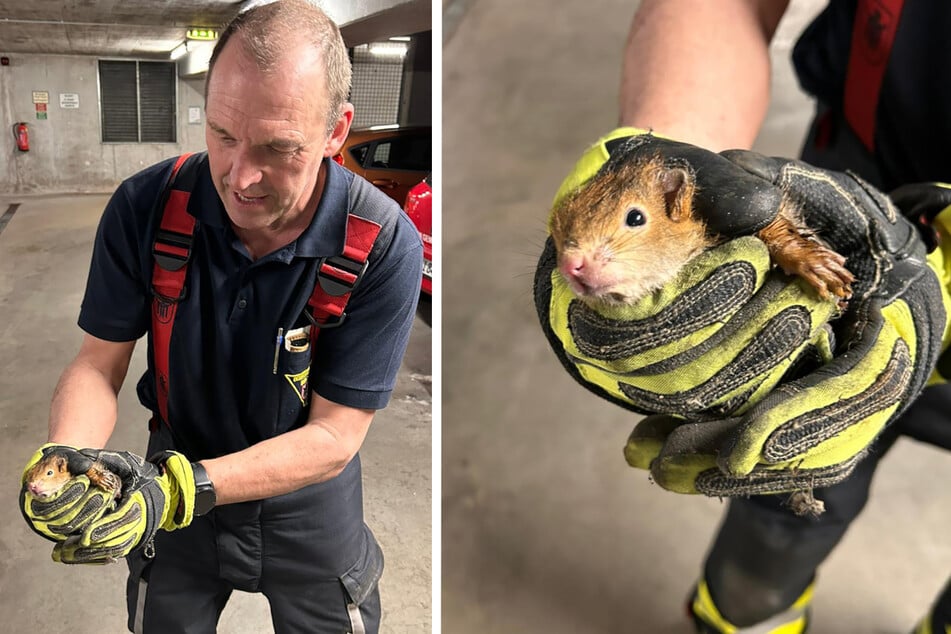 Ein Feuerwehrmann mit einem der befreiten Eichhörnchen in der Tiefgarage.