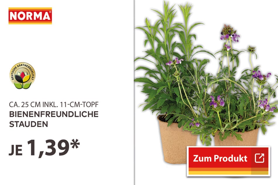 Bienenfreundliche Stauden für 1,39 Euro