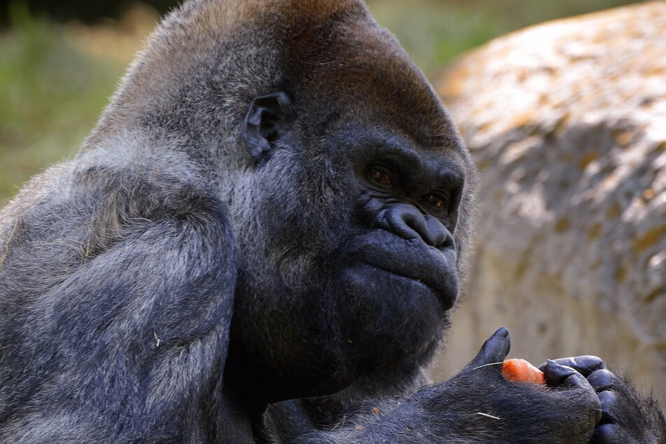 Laut den Forschern ist das wichtigste Resultat der Studie, dass Männer sich von einem potenziellen Gegner mit großem Penis stärker bedroht fühlen. (Symbolfoto)