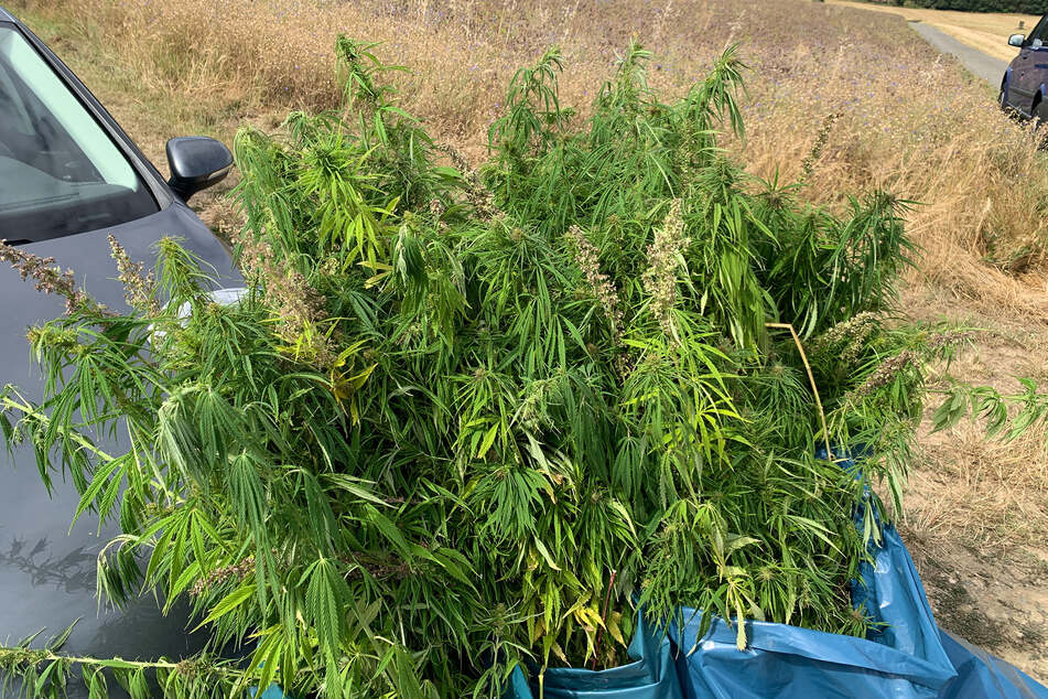 Die Cannabispflanzen wuchsen auf einem brachliegenden Feld nahe des hessischen Usingen.