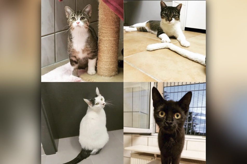 Die vier FIP-Katzen konnten das Jahr "fit wie Turnschuhe" abschließen, so der Hallenser Tierschutzverein.