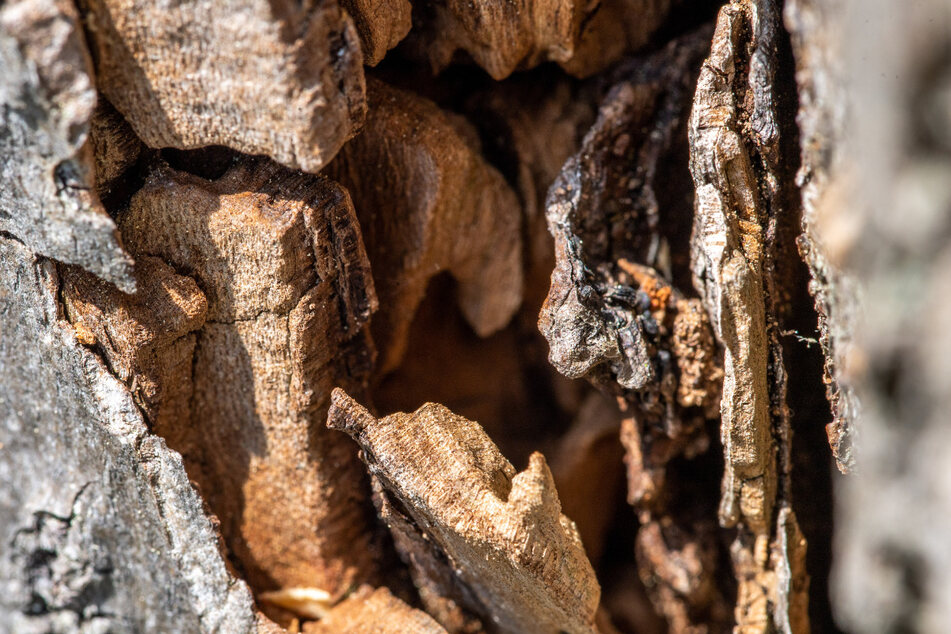 Morsche, hohle Stämme sind perfekter Lebensraum für Pilze, Flechten, Larven, Insekten und Vögel.