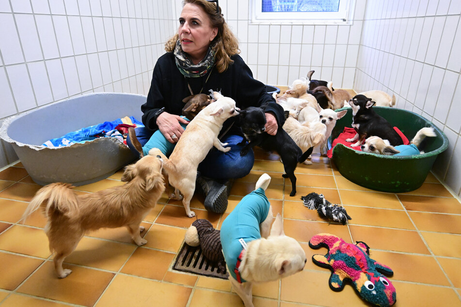 Petra Veiel vom Tierheim Stuttgart betreut gerettete Chihuahua Hunde aus einem Fall von "animal hoarding".