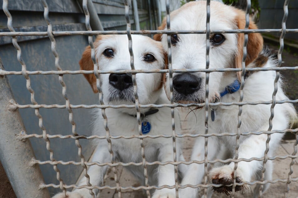 Hunde warten in einem Tierheim in Stuttgart auf ein Zuhause. (Archivbild)