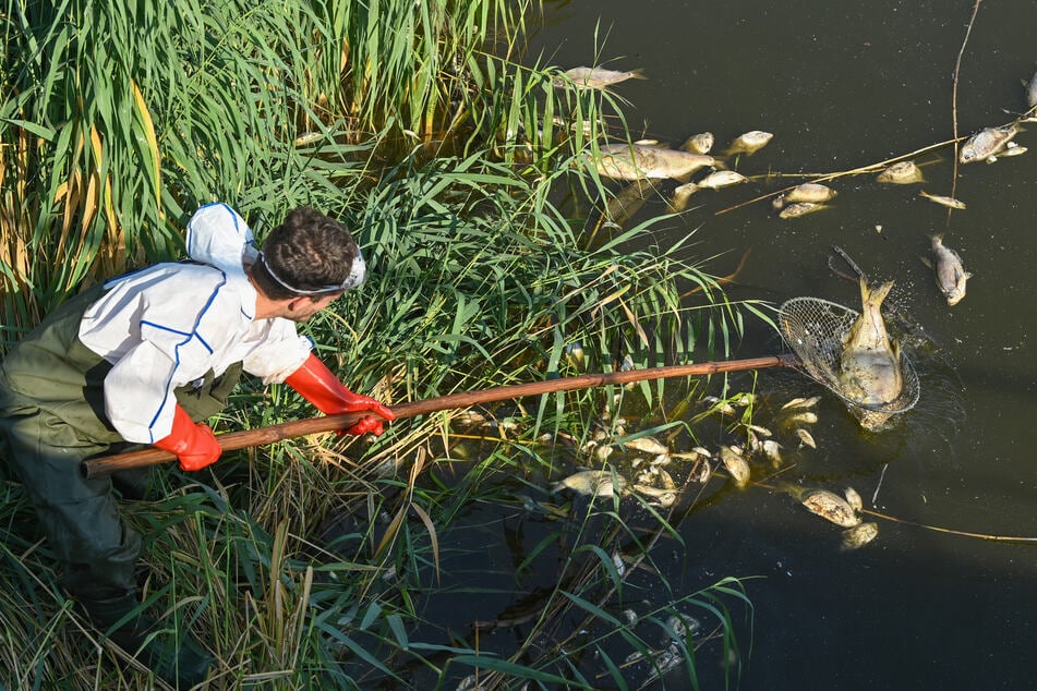 Tote Fische in der Oder: Giftige Alge auch in angrenzendem Kanal entdeckt!