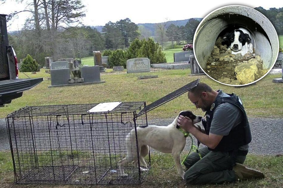 Abgemagert und verängstigt: Besitzer lässt Hunde eiskalt auf Friedhof zurück