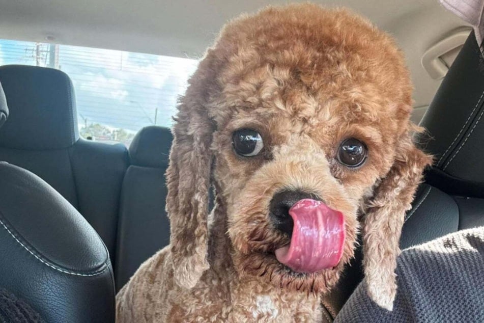 The 26-year-old pet owner also playfully suggested that his dog has been traumatized by the glow-down.