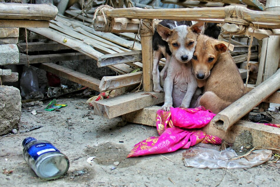 Hunde aus dem Ausland wirken oft ängstlich, weil sie viele Eindrücke und Reize aus ihrer Heimat nicht kennen.