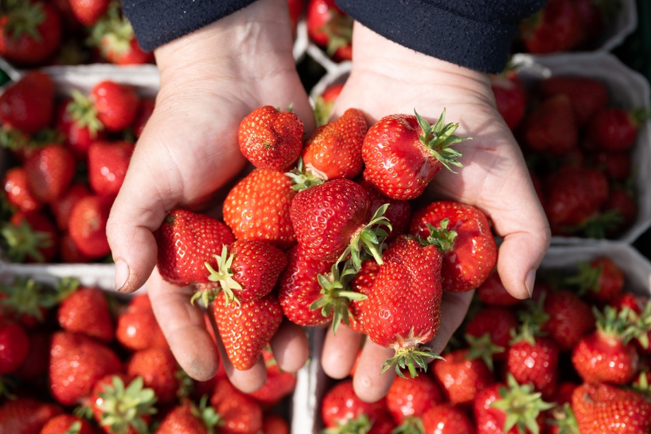 Frisch gepflückte Erdbeeren sind einfach lecker!