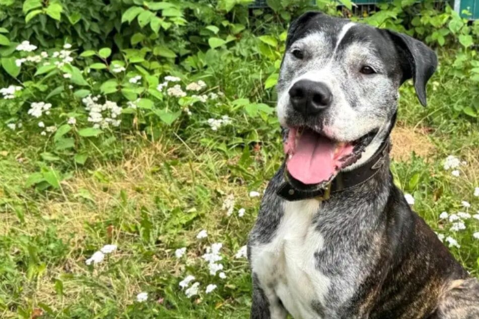 Hund mit starkem Charakter sucht Hundeflüsterer: Wer gibt Diabolo eine Chance?