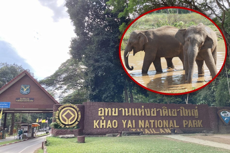 Qualvoller Tod: Elefantenbulle attackiert Touristen (†65)