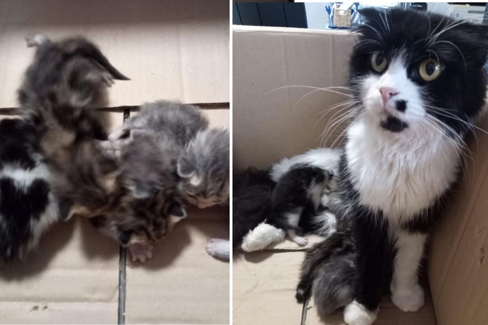 Diese sechs Katzen nahm das Tierheim Bergheim auf, nachdem sie ausgesetzt wurden.