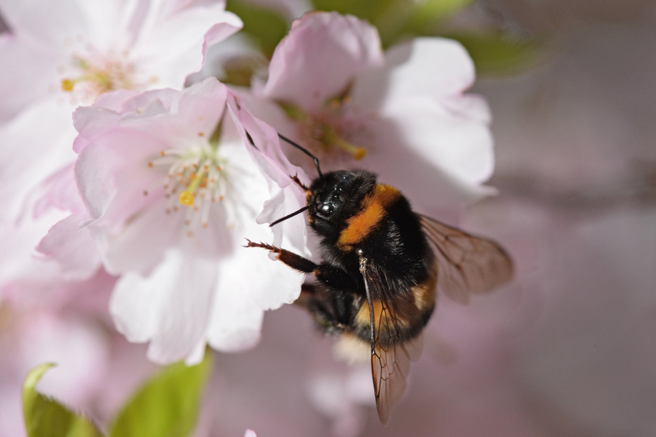 Eine Gartenhummel sucht in Liebenau auf einer Blüte einer japanischen Zierkirsche nach Pollen. Die Gartenhummel ist Gartentier des Jahres 2023. (Symbolbild)