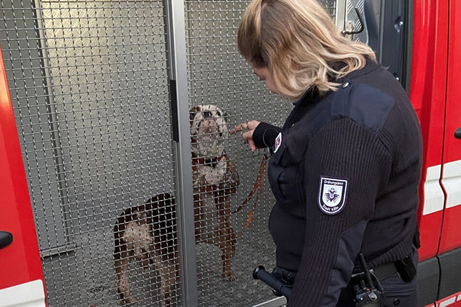 Die Tiere wurden ins Tierheim gebracht.