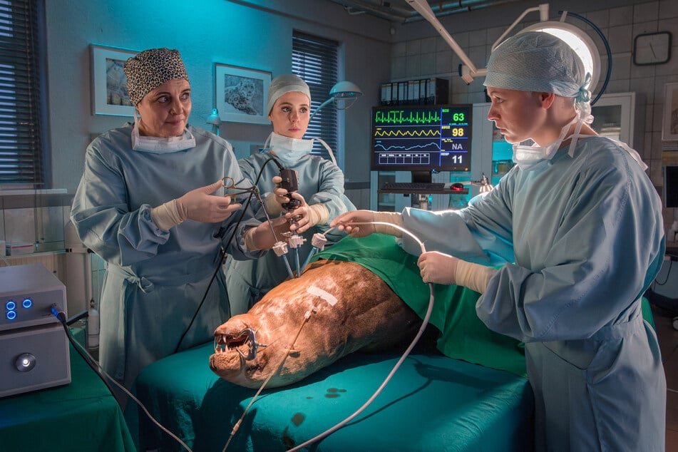 Auch wenn Susanne (Elisabeth Lanz, 53, 1.v.l.) schon genug Stress hat, kümmert sie sich trotzdem weiter hingebungsvoll um ihre tierischen Patienten. In dieser Folge operiert sie die kranke Seelöwin Benja.
