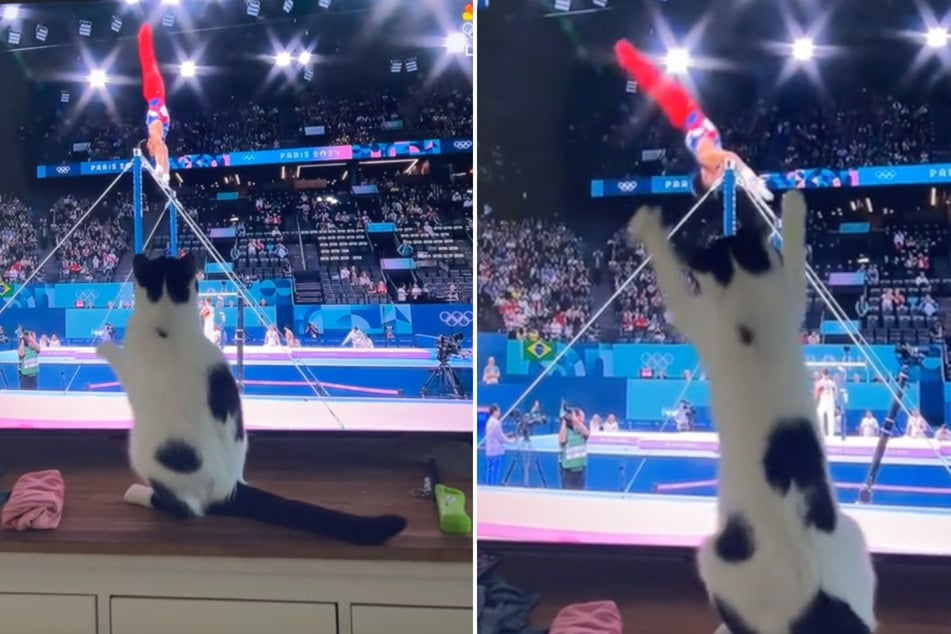 This cat deserves the gold for his efforts to support Team USA at the Olympics.