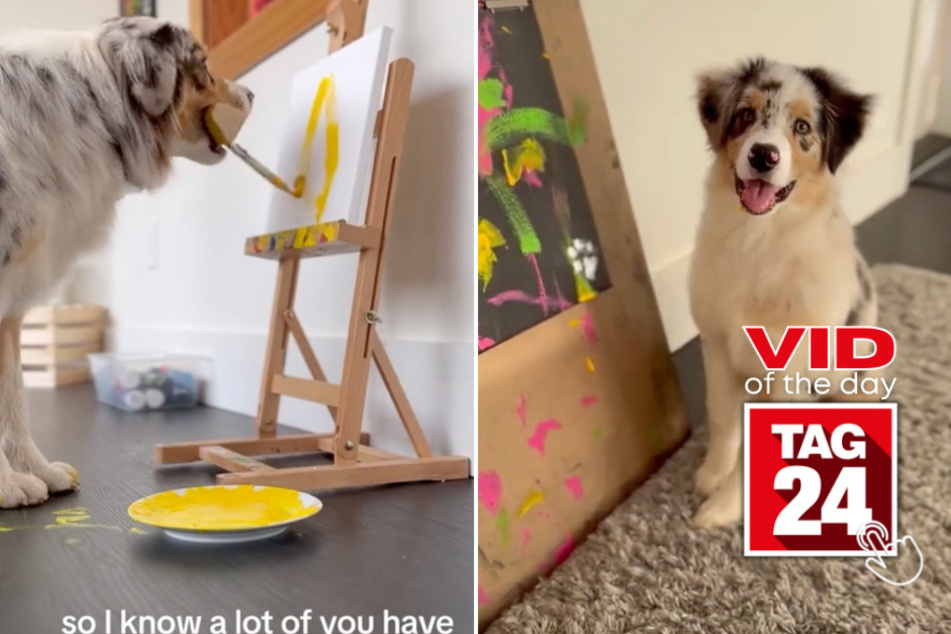 viral videos: Viral Video of the Day for August 30, 2023: Puppy painter Promise is the latest internet sensation!