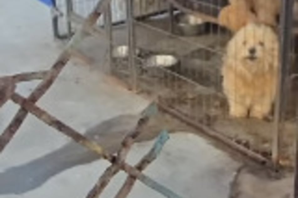 Encerrados, enmarañados, en sus propias heces: perros durante años gravemente descuidados