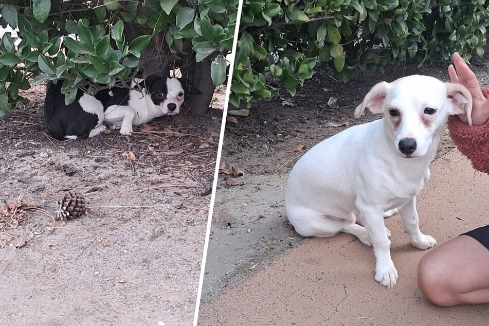 Cachorros abandonados en el parque: lo que ocurre cuando una mujer intenta ayudarles y se acerca demasiado
