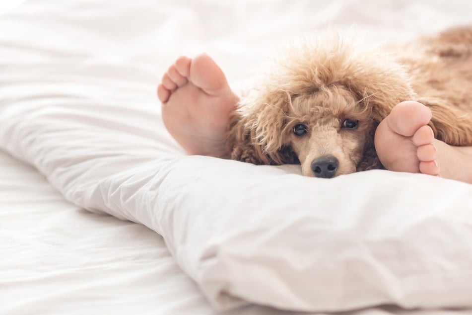 Hunde gewöhnen sich an feste Uhrzeiten ihrer Menschen.