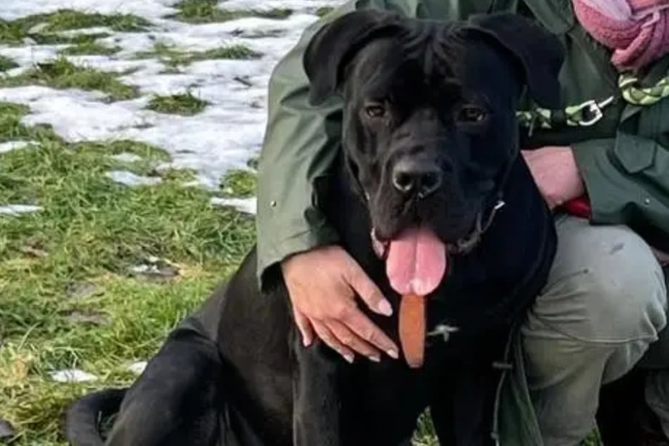 Der sanfte Riese ist Bezugspersonen gegenüber sehr freundlich, bei Fremden überwiegt das Misstrauen.