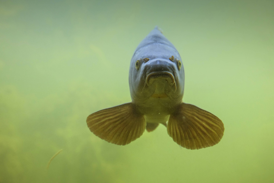 Die einjährigen Karpfen, die für einen Anglerverein bestimmt waren, schwimmen jetzt wohl in einem anderen Teich.