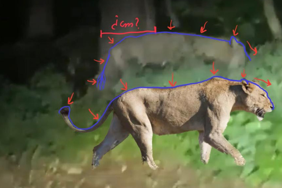 Experten haben die Körperform und Haltung einer Löwin mit dem abgebildeten Tier aus dem Handy-Video verglichen.