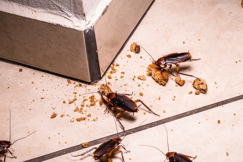 Cockroaches will come out at night in search of food.