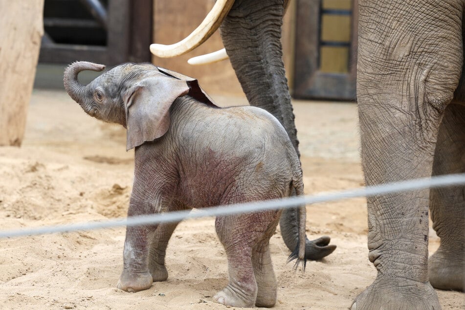 Noch ist unklar, ob das Baby ein Männchen oder Weibchen ist.