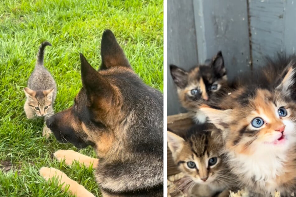 Der Deutsche Schäferhund hatte einen Wurf verwaister Kätzchen gefunden und übernahm fortan die Beschützerrolle für die Tierkinder.