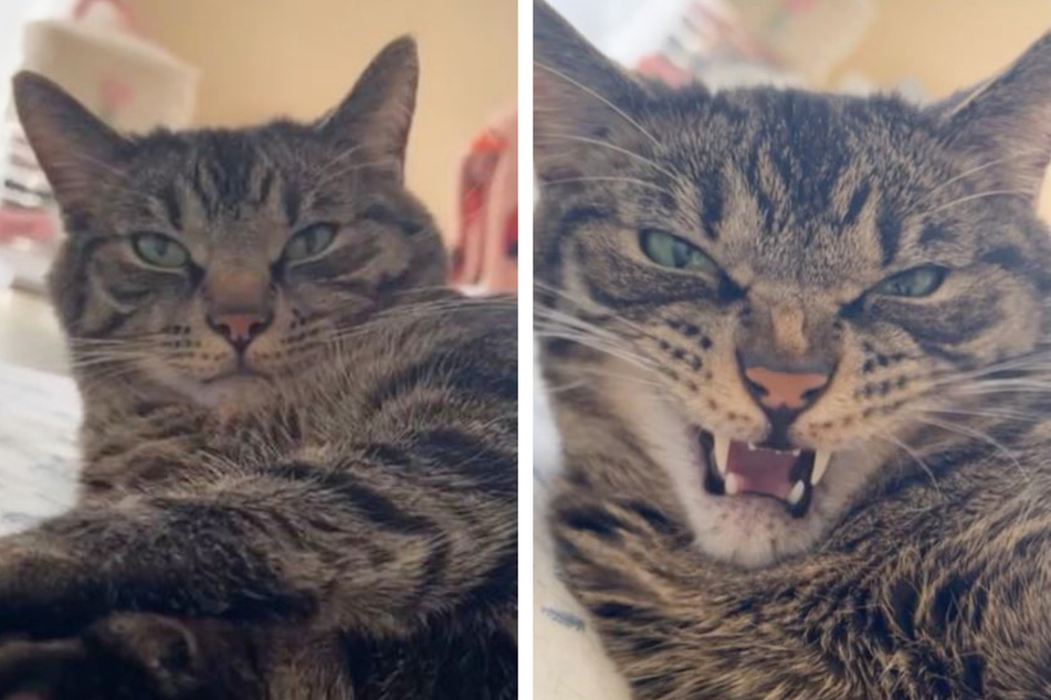 Cat's weird reaction to its owner's sneezes has TikTok dying
