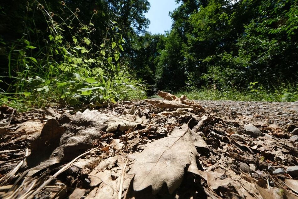 Im Wald herrscht vielerorts starke Trockenheit.
