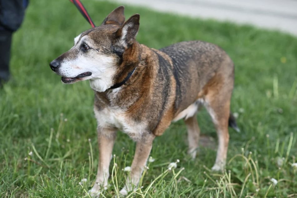 Der Hunde-Senior war mit fast 20 Jahren noch einmal ins Tierheim gekommen.