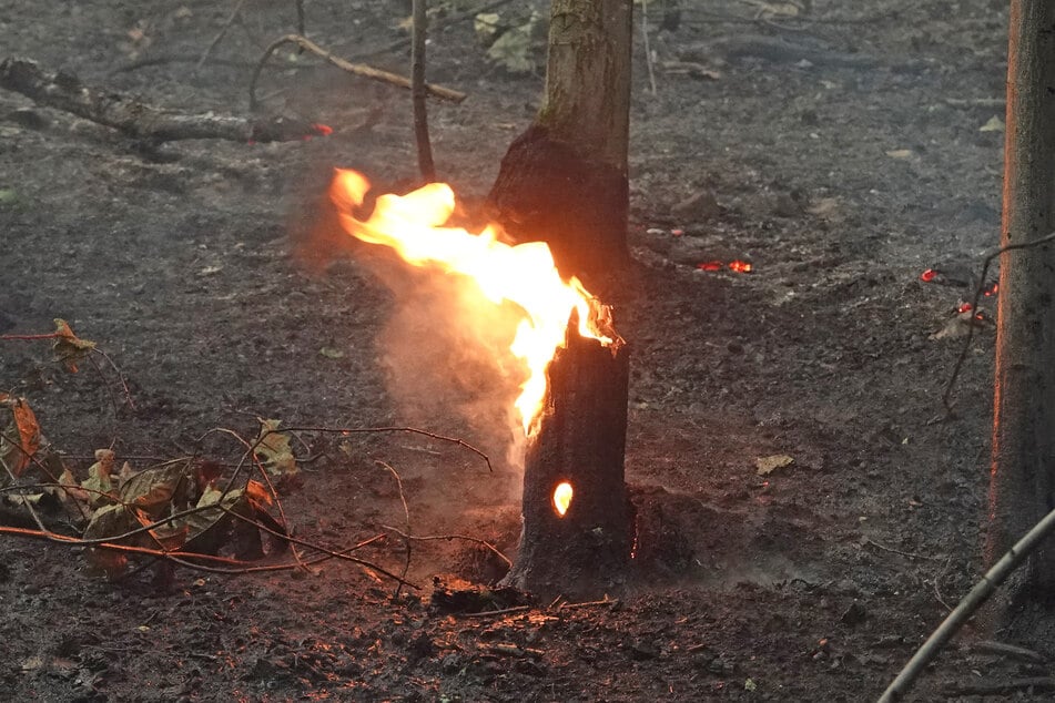 Bislang unbekannte Täter haben am Prießnitzgrundweg Bäume angezündet. (Symbolbild)