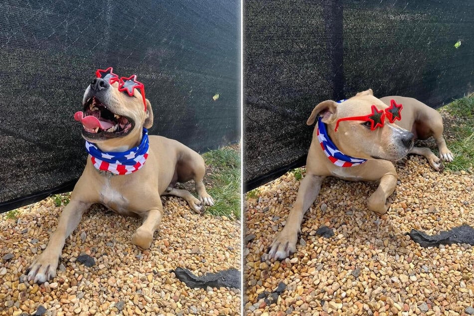 Zum Unabhängigkeitstag in den USA am 4. Juli posierte Leo im Tierheim vor der Kamera.