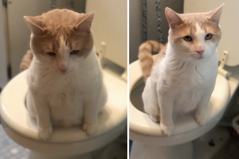 Kater Limpy geht aufs Klo - wie ein Mensch.