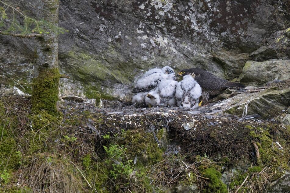 Um ihren Schutz geht es unter anderem beim Boofen-Verbot im Frühjahr: frisch geschlüpfte Wanderfalken, die hier von ihrer Mutter versorgt werden.