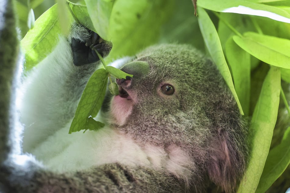 Das Leipziger Koala-Jungtier wurde am Freitag auf den Namen "Inala" getauft.