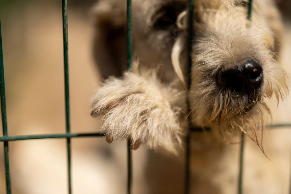 Das Tierheim sind voll und zuletzt werden immer weniger Schützlinge adoptiert. (Symbolbild)
