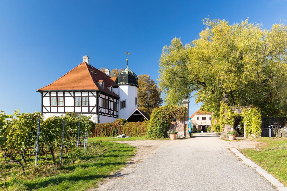 Schloss Hoflößnitz lädt zum Weinblütenfest.