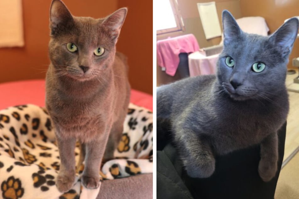 Bali wünscht sich ein Zuhause ganz für sich allein ohne Artgenossen.