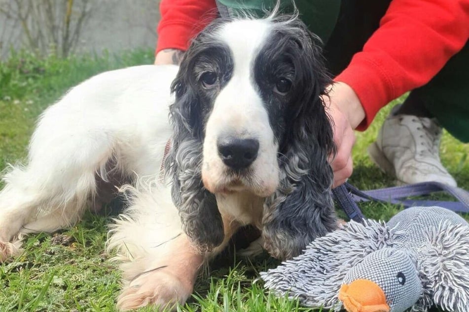 Die Tierpflegerinnen und Tierpfleger des Berliner Tierheims kümmern sich liebevoll um die Hundedame.