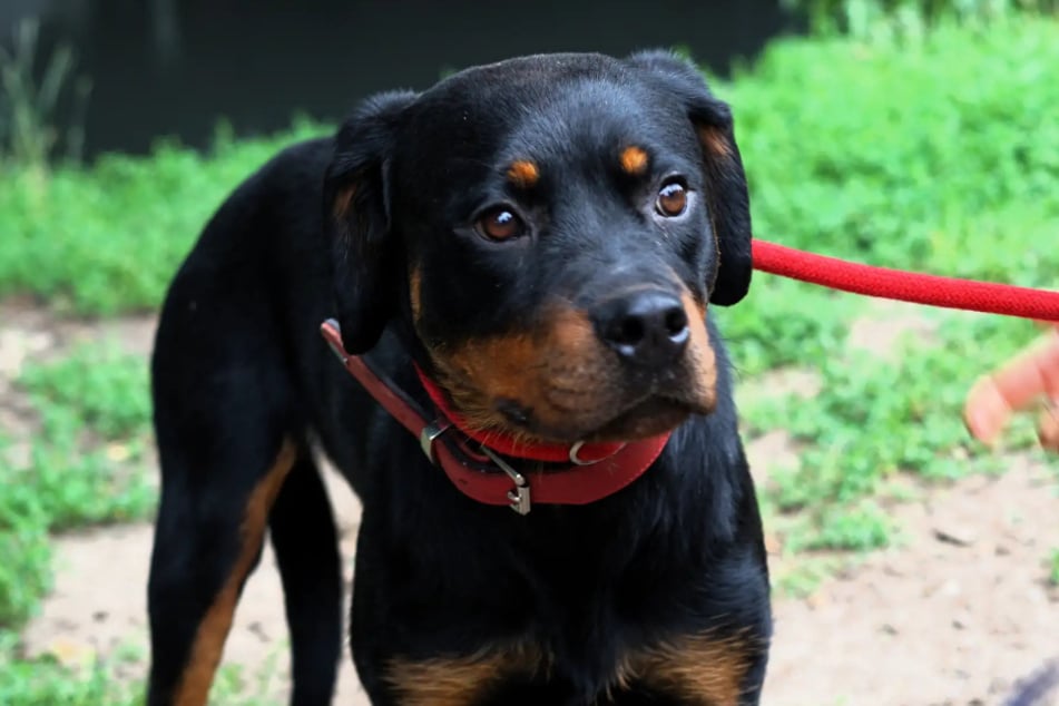 Rottweiler-Dame Calypso aus dem Hamburger Tierheim hat eine schwere Zeit hinter sich. Nun sucht sie nach einem liebevollen Zuhause.