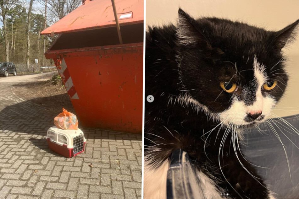 In einer kleinen Transportbox mit etwas Futter und einem kleinen Zettel wurde die acht Jahre alte Katze vor dem Tierheim ausgesetzt.
