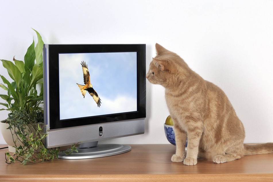 Do cats watch TV? And if they do, what can they actually see there?