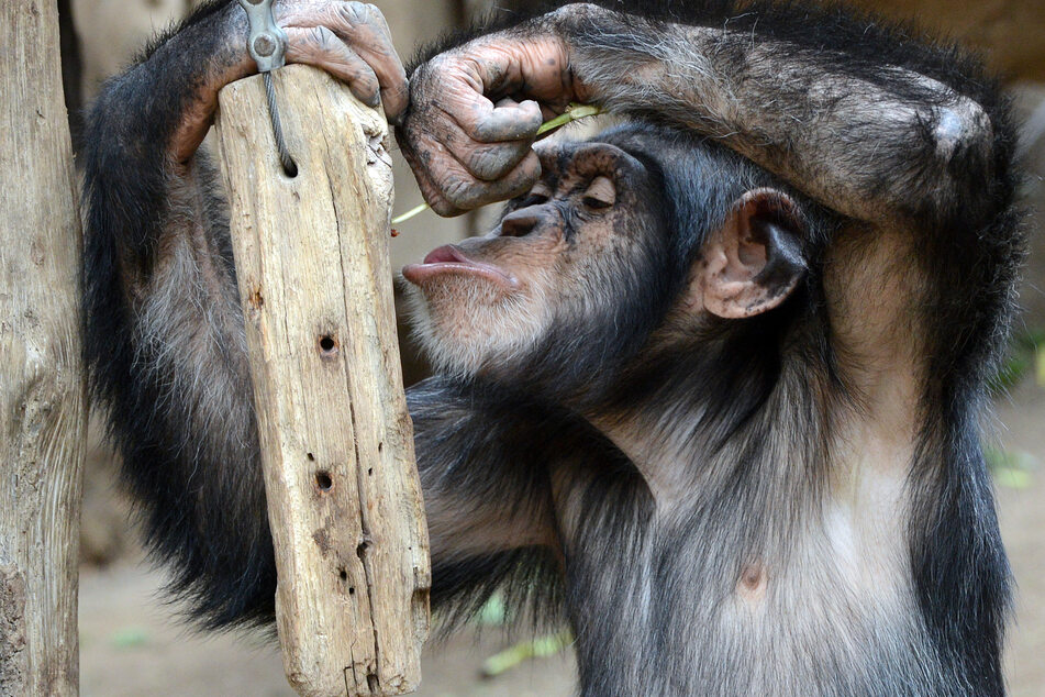 Schimpansen sind schon echt clevere Tiere: Wenn sie etwas wollen, dann holen sie es sich und werden dabei wirklich kreativ. (Archivbild)